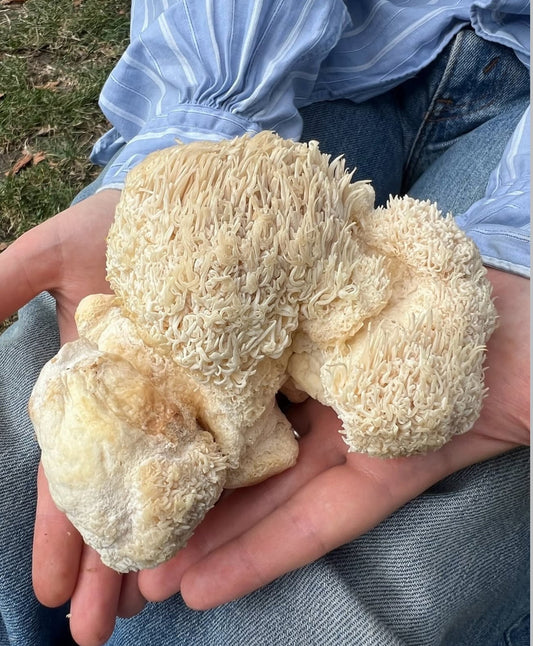 Adaptogens Explained (Without the Science Degree)