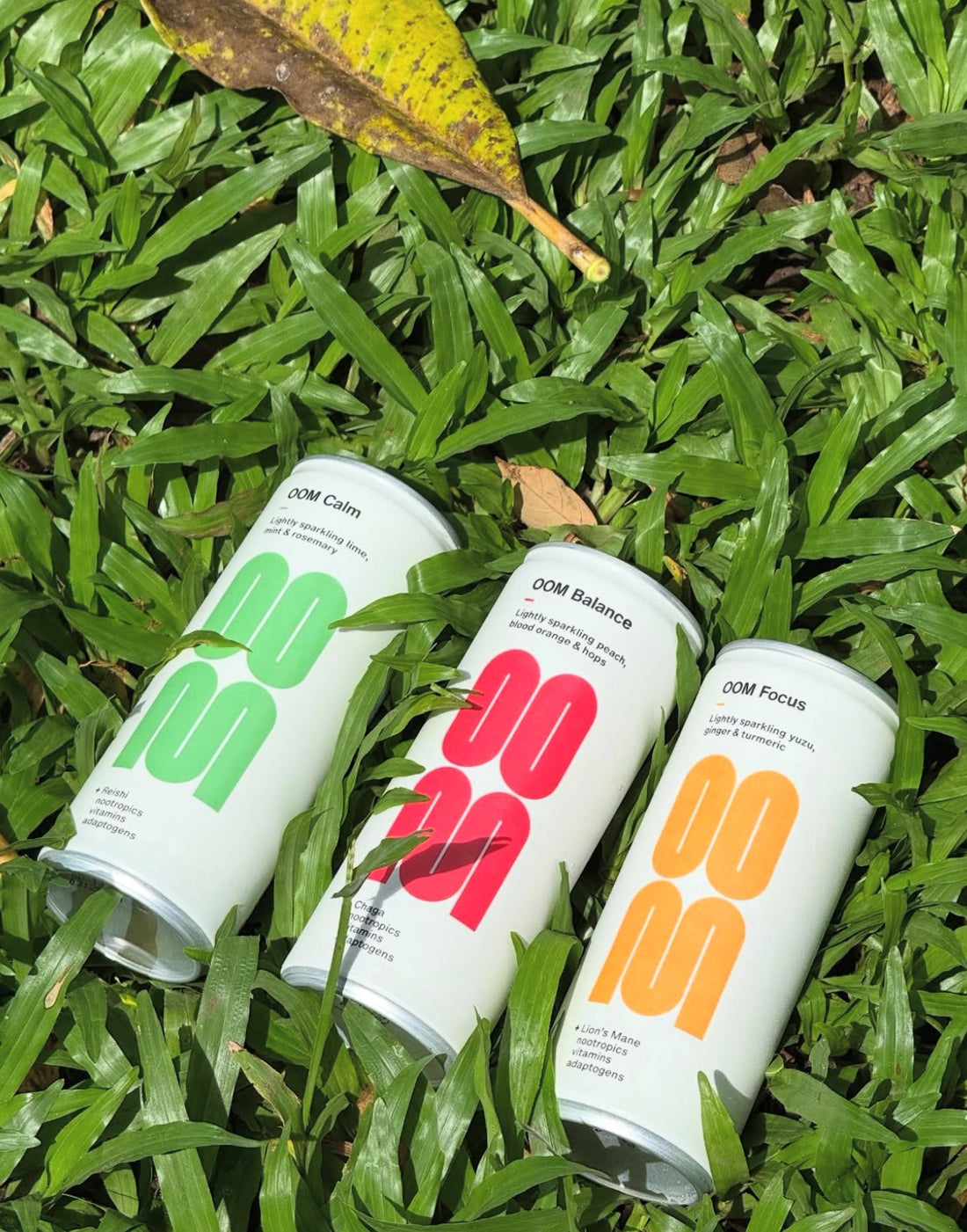 How Do Functional Mushrooms Work