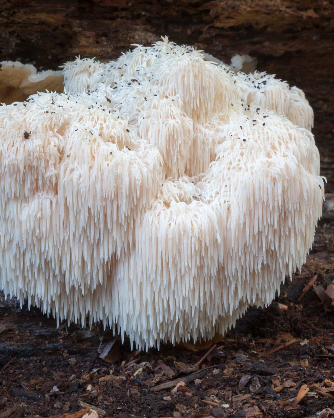 LION’S MANE - the mushroom that makes your brain say "thank you"
