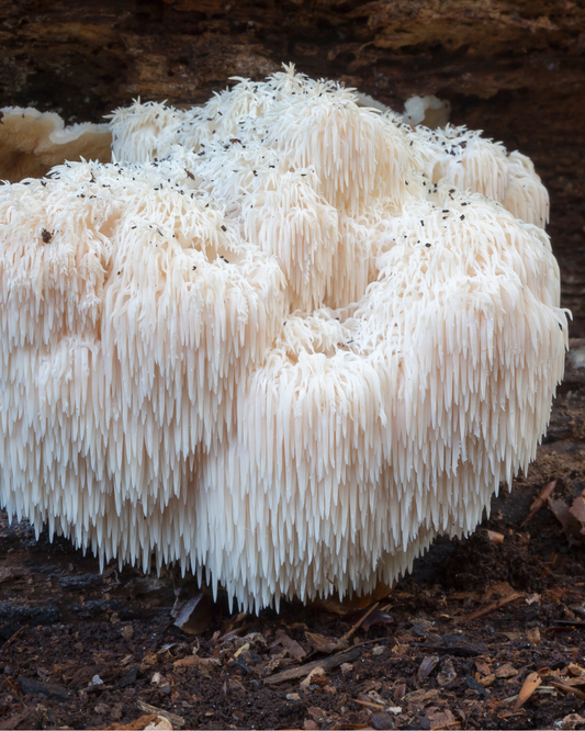LION’S MANE - the mushroom that makes your brain say "thank you"