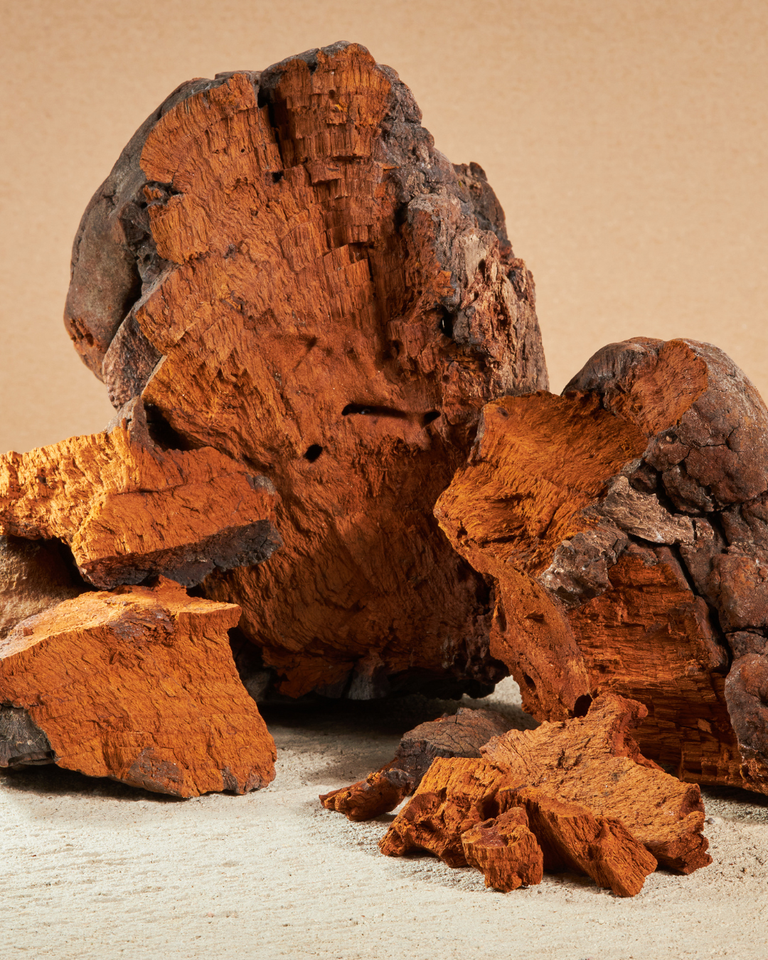 CHAGA, the immunity icon hiding in the trees