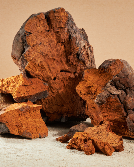 CHAGA, the immunity icon hiding in the trees