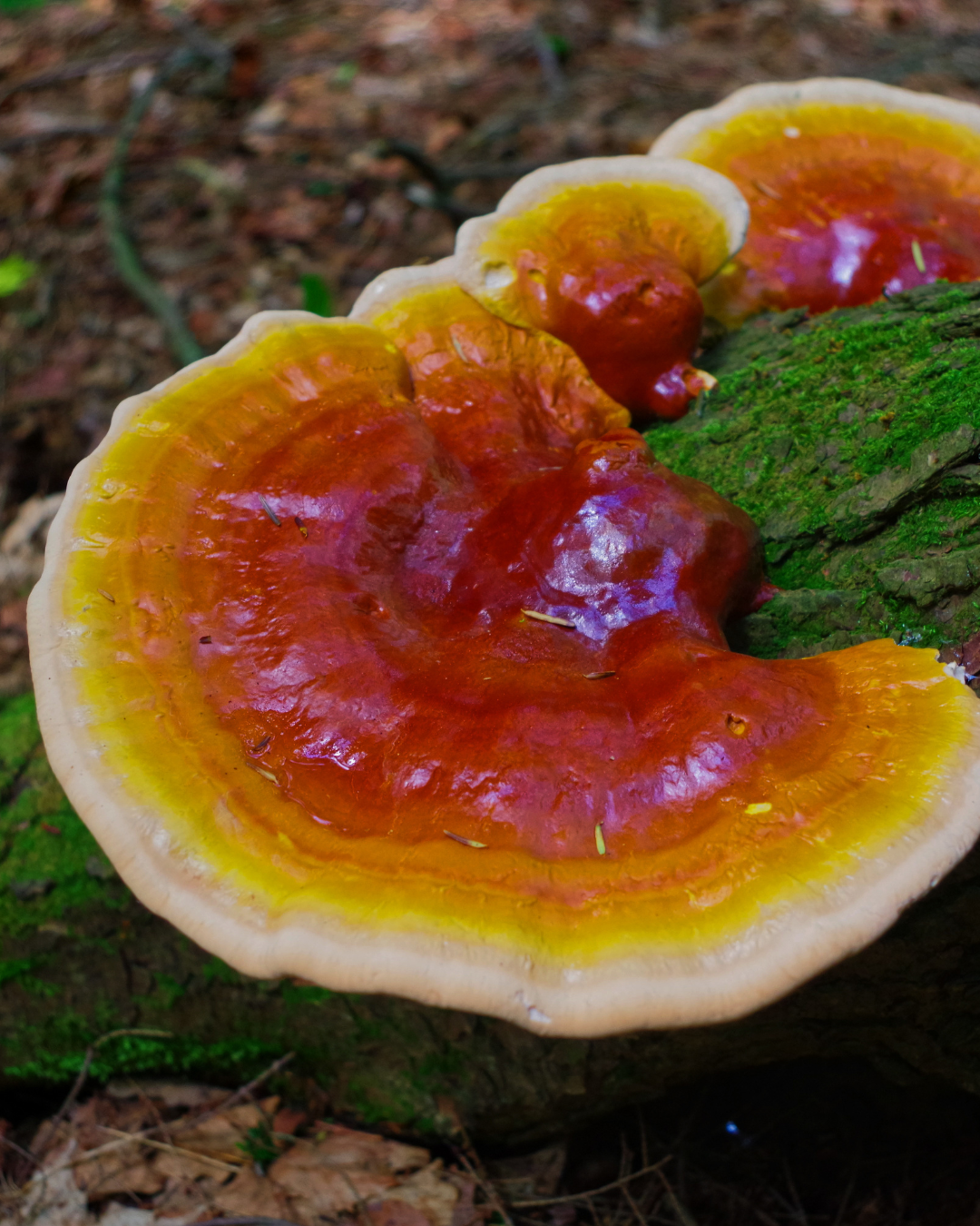 REISHI - the chill mushroom that taught us to exhale
